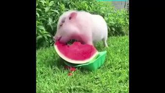 西瓜视频吃瓜猪娱乐